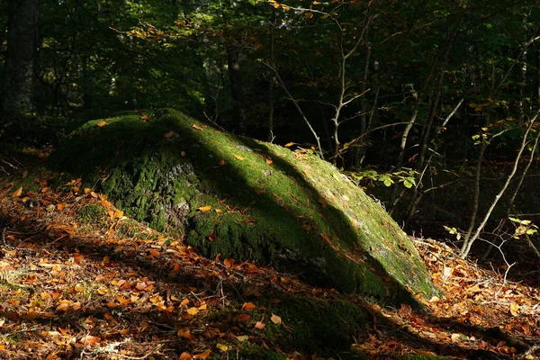 Осінній Ліс Мохом Деревами — стокове фото