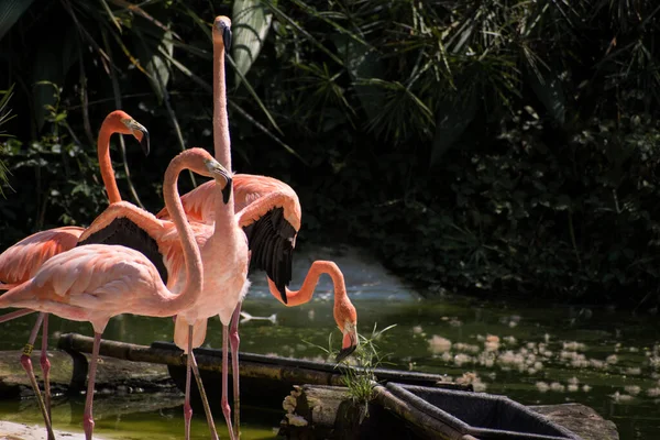 Een Groep Van Flamingo Dierentuin — Stockfoto
