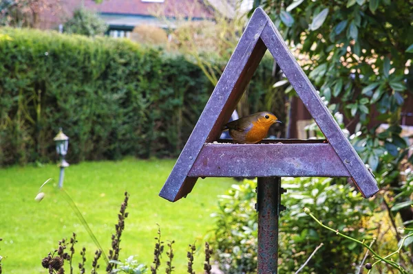 鳥が森の柵の上に座り — ストック写真