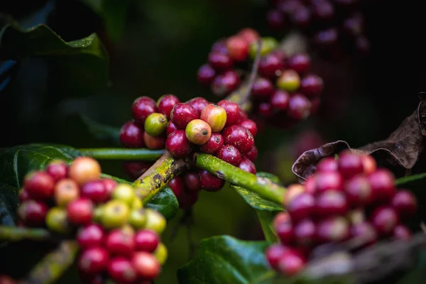 Granos Café Una Rama —  Fotos de Stock