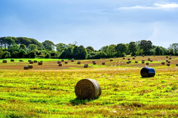 Hooibalen Het Veld — Stockfoto