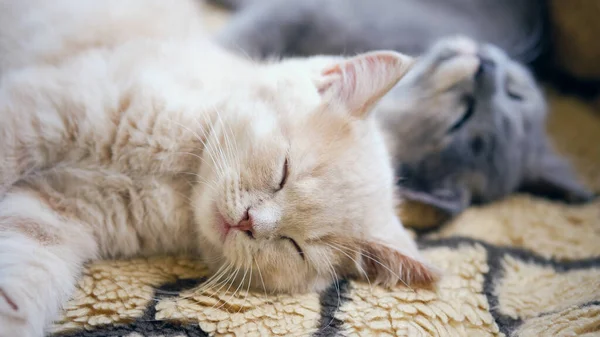 Милий Кіт Спить Дивані — стокове фото