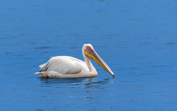 Pelican Water — Stock Photo, Image
