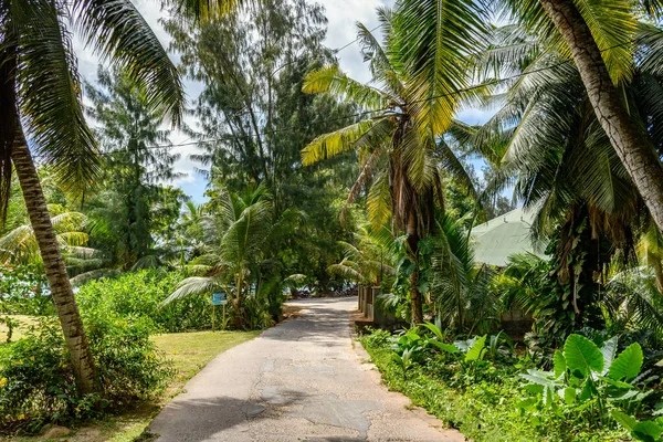 热带海滩 有棕榈树和绿叶 — 图库照片
