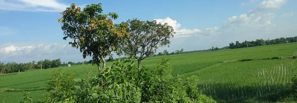 Groen Veld Met Blauwe Lucht Wolken — Stockfoto