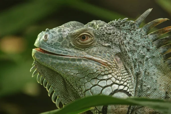 Primer Plano Una Iguana Verde —  Fotos de Stock