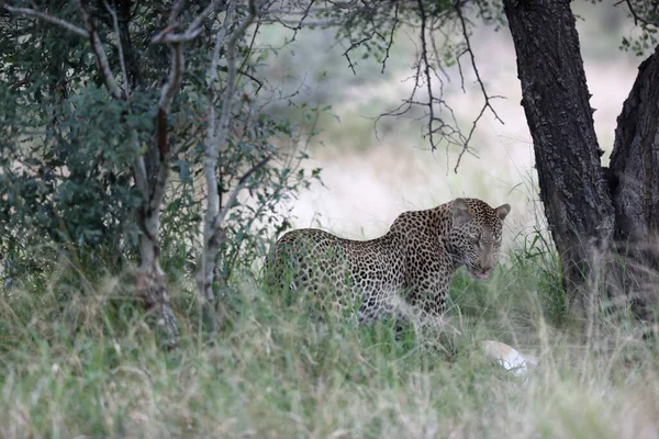 Λεοπάρδαλη Στο Εθνικό Πάρκο Kruger Νότια Αφρική — Φωτογραφία Αρχείου