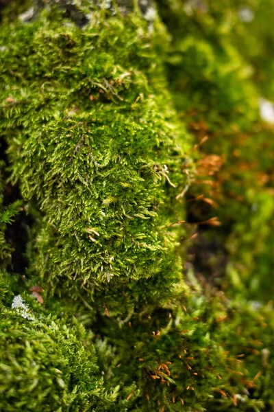 Musgo Árbol Cerca — Foto de Stock