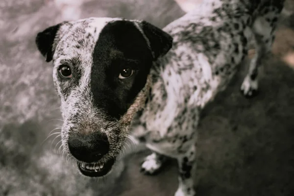 Svart Och Vitt Porträtt Hund — Stockfoto