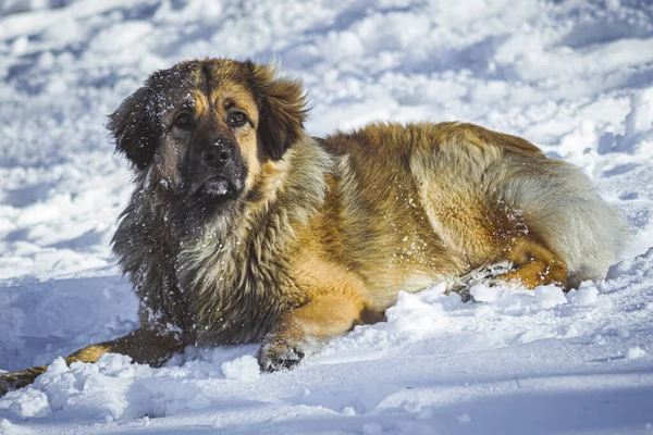 Schneebedeckter Hund Sitzt Auf Einem Baumstamm — Stockfoto