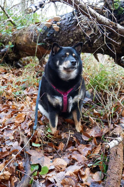 Perro Blanco Negro Bosque —  Fotos de Stock