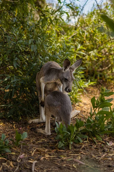 Känguru Zoo — Stockfoto