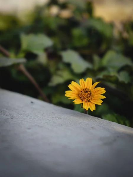 Vackra Blommor Trädgården — Stockfoto