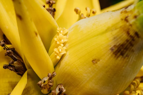 Plátano Plátanos Amarillo Verde Blanco Negro Sobre Fondo Madera — Foto de Stock