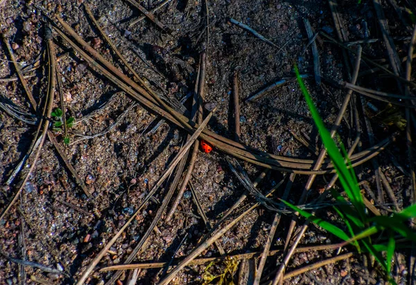 Formigas Floresta — Fotografia de Stock