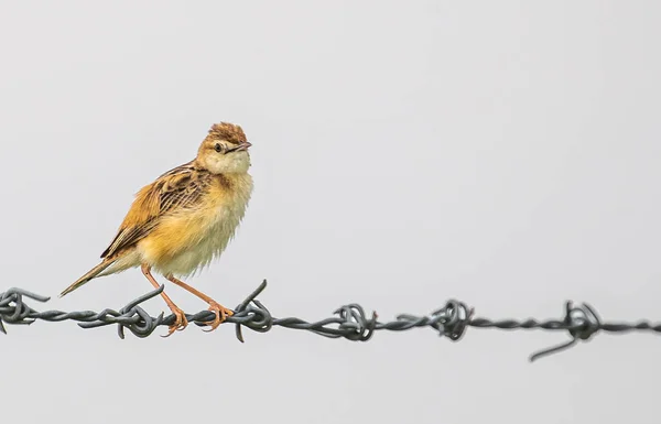 Oiseau Sur Une Branche — Photo