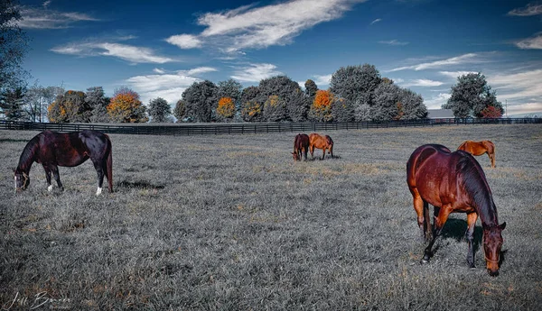 Hästar Fältet — Stockfoto