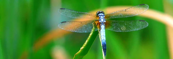 Dragonfly Green Leaf — Stock Photo, Image