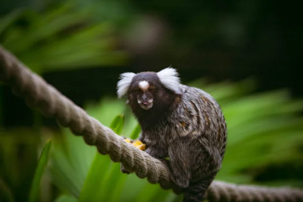 Detailní Záběr Roztomilé Opice Sedící Stromě — Stock fotografie