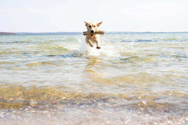 Cane Che Gioca Con Acqua Sulla Spiaggia — Foto Stock