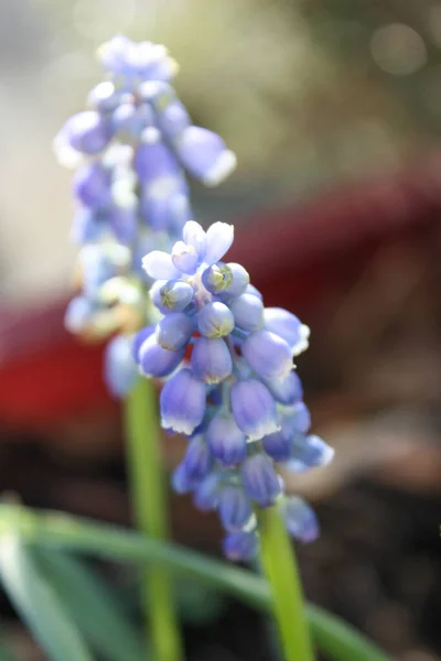 Vacker Lila Hyacint Blommor Trädgården — Stockfoto