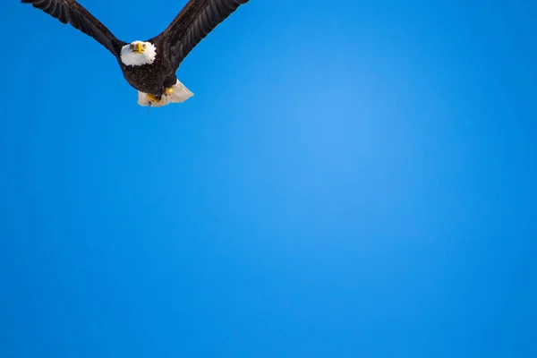 Eine Möwe Fliegt Den Himmel — Stockfoto