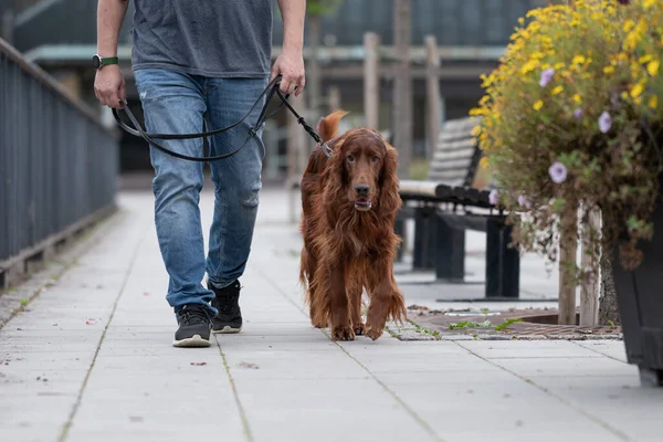 Ung Man Med Hund Parken — Stockfoto