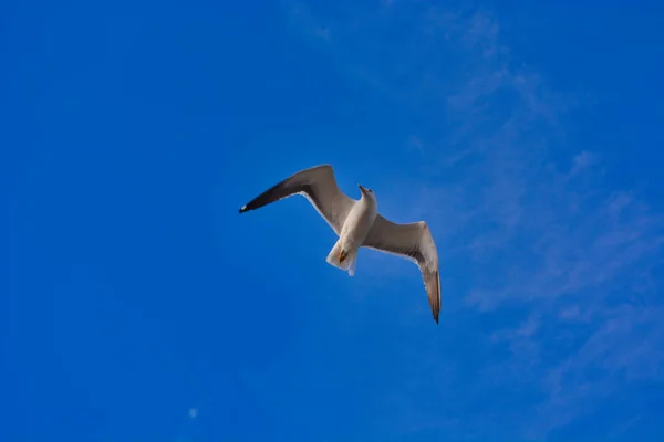 Gaviota Volando Cielo — Foto de Stock