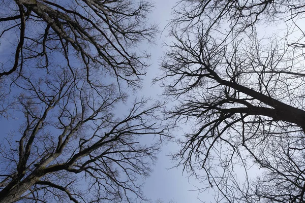 Branches Arbres Dans Forêt — Photo