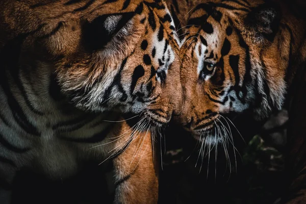 Retrato Hermoso Tigre Bengala —  Fotos de Stock