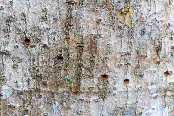 Close Tree Cork — стоковое фото