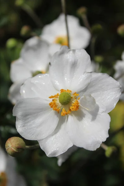 Belles Fleurs Blanches Dans Jardin — Photo