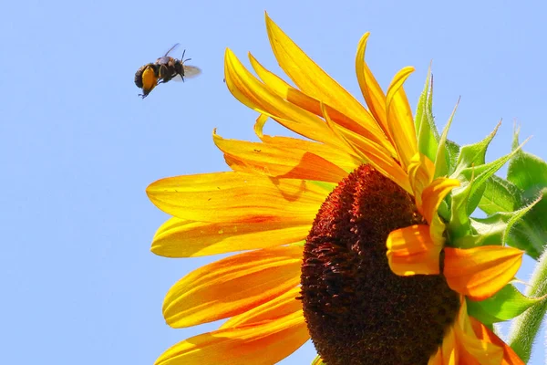 Bij Zonnebloemveld — Stockfoto