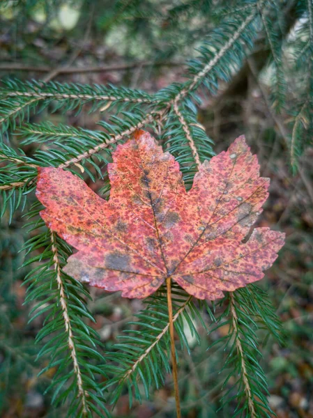 Herbst Blätter Herbst Jahreszeit Flora — Stockfoto