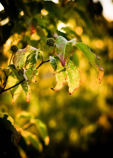 Eine Vertikale Selektive Fokusaufnahme Schöner Gelber Herbstblätter — Stockfoto