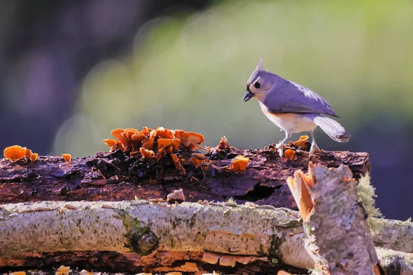 美丽的幼鸟在自然栖息地的射击 — 图库照片