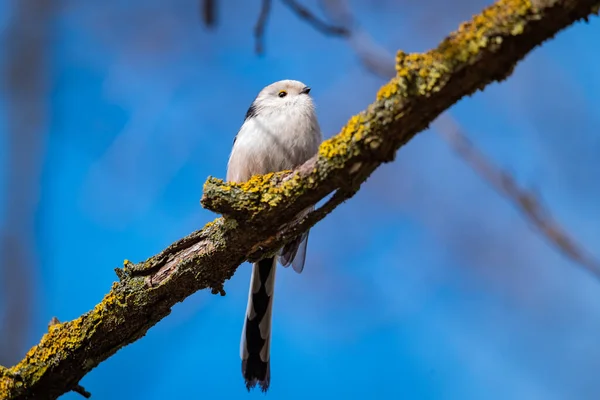 Vue Petit Oiseau Assis Sur Branche — Photo