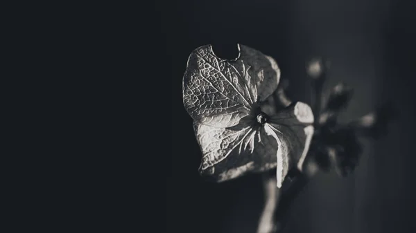 Beautiful Botanical Shot Natural Wallpaper — Stock Photo, Image