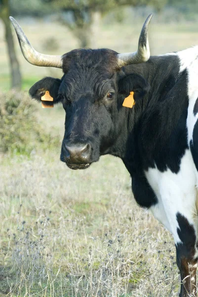 Vaca Blanca Negra Pasto — Foto de Stock