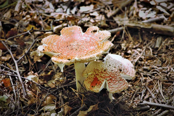 Gros Plan Champignon Toxique Dans Forêt — Photo