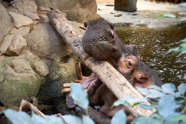 水中の可愛い赤ちゃんの象のクローズアップショットです — ストック写真