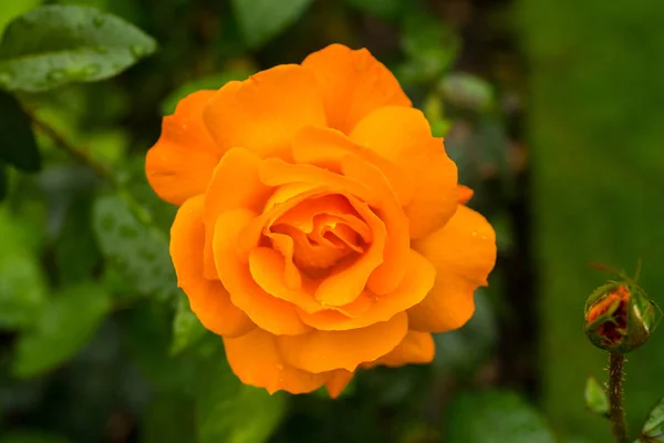 Bela Rosa Amarela Jardim — Fotografia de Stock