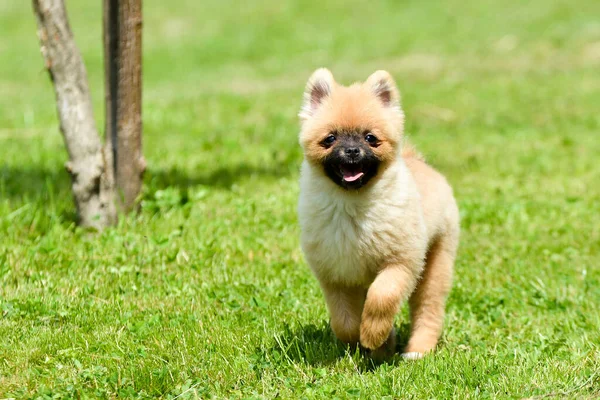 Söt Hund Trädgården — Stockfoto