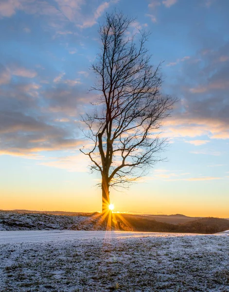 Bellissimo Tramonto Nella Foresta — Foto Stock