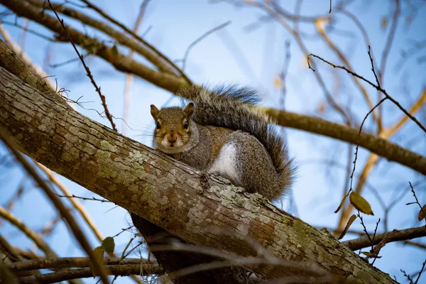 Eichhörnchen Wald — Stockfoto