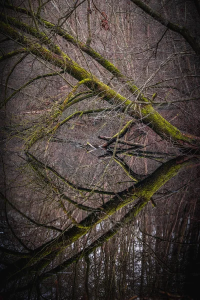 Schöne Aussicht Auf Den Wald — Stockfoto