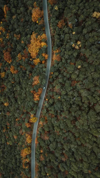 Воздушный Вид Лес Осенью — стоковое фото