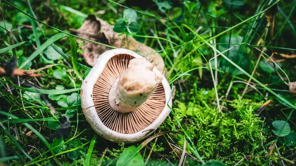 Paddenstoelen Het Bos — Stockfoto