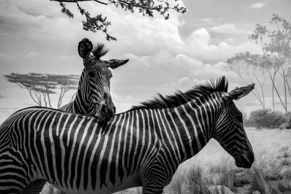 Zebra Sawannie Kenii — Zdjęcie stockowe