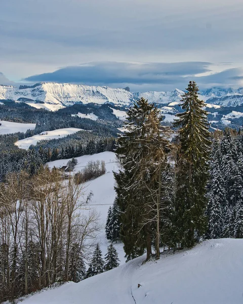 Prachtig Winterlandschap Met Besneeuwde Bomen — Stockfoto